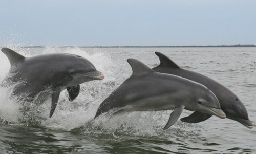 Three dolphins leaping over ocean waves with a cloudy sky.