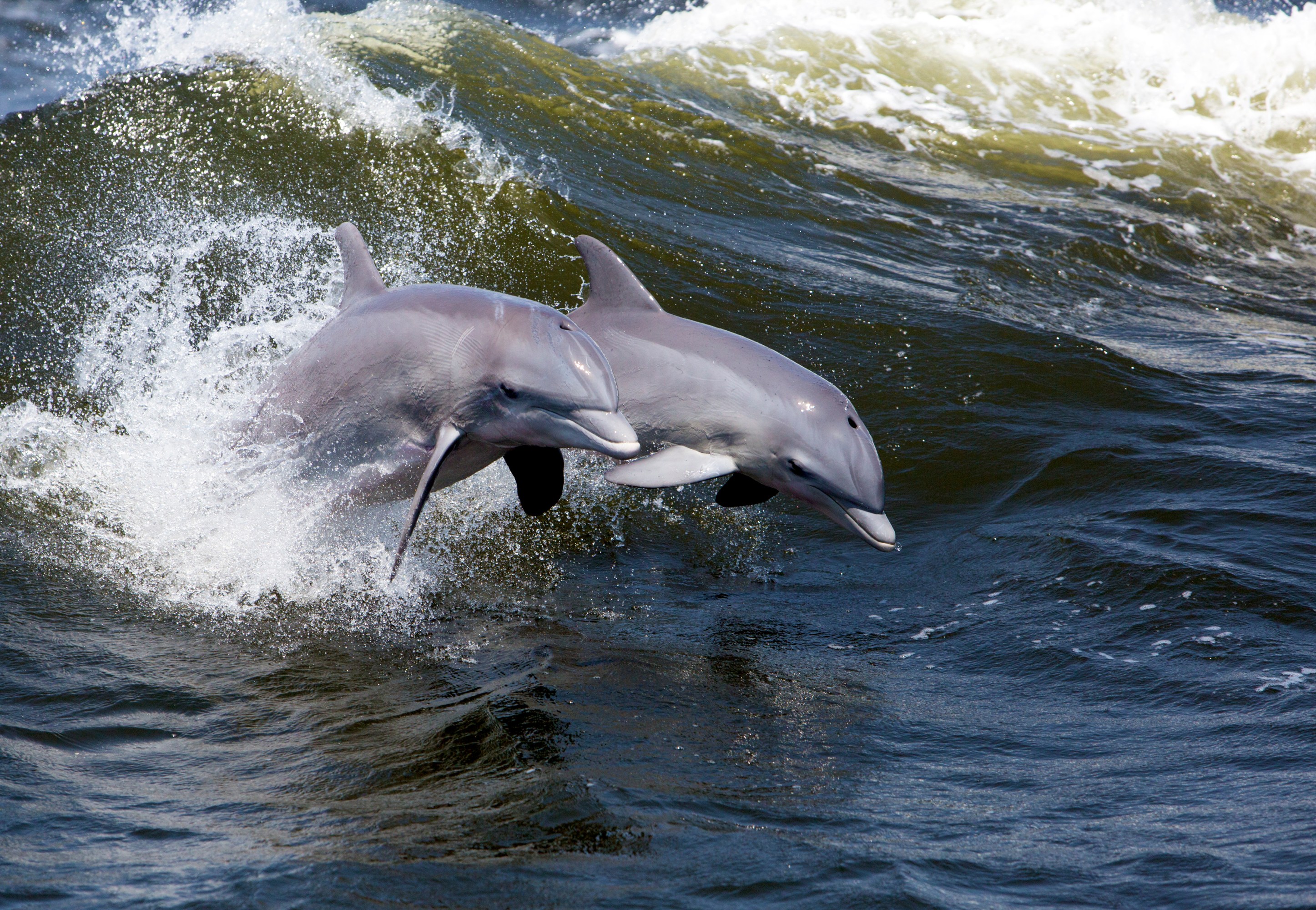 Two dolphins jumping through ocean waves with splashes.