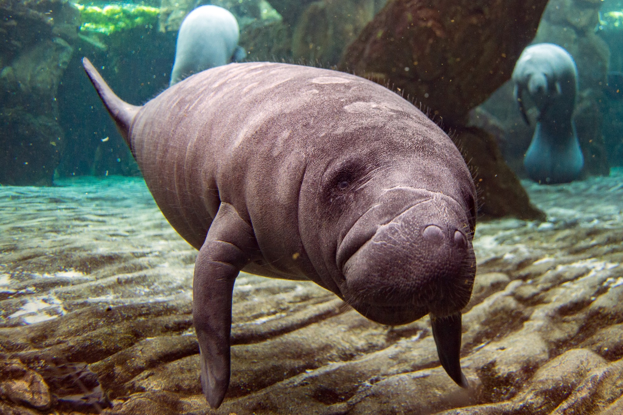 Underwater image of a manatee swimming with two others in the background.