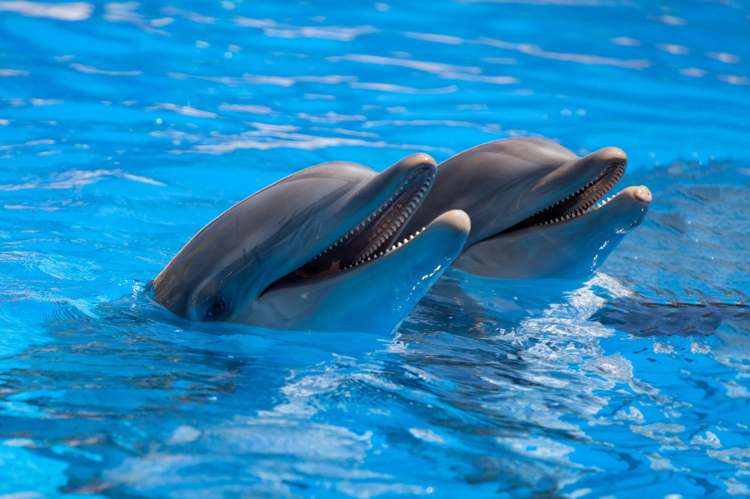 Two dolphins above water with open mouths in a bright blue pool.
