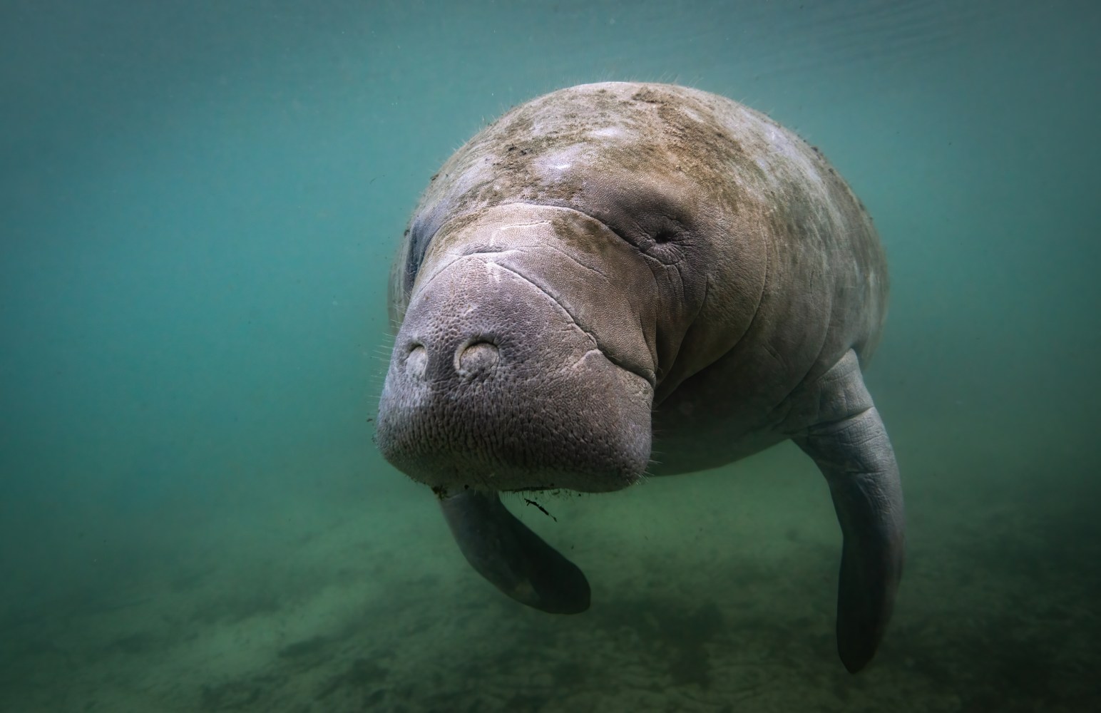 Close-up of a manatee swimming underwater in a greenish aquatic environment.