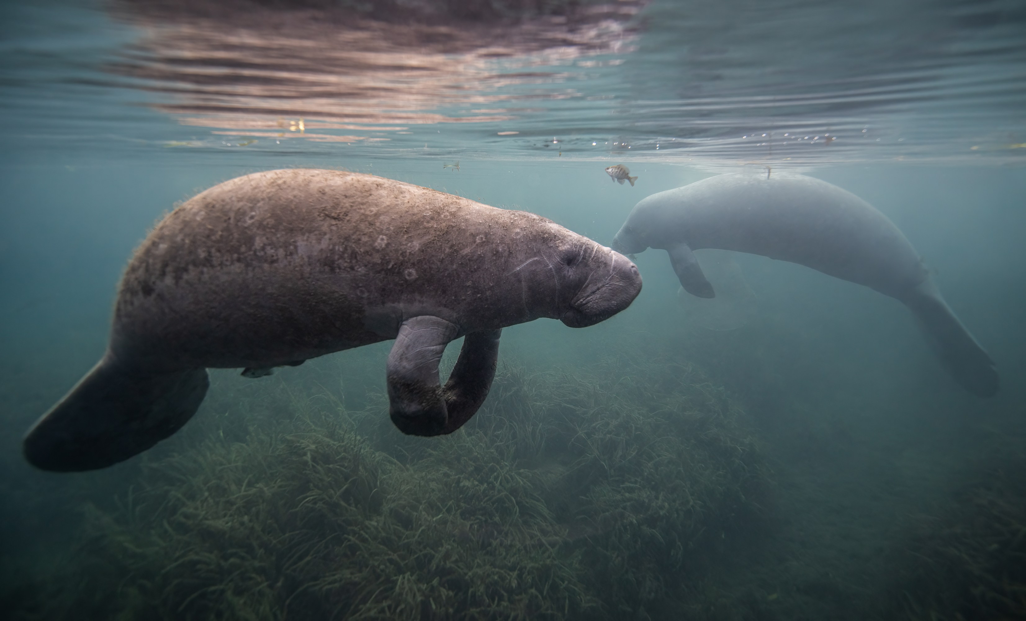Two manatees swimming underwater with a small fish nearby.