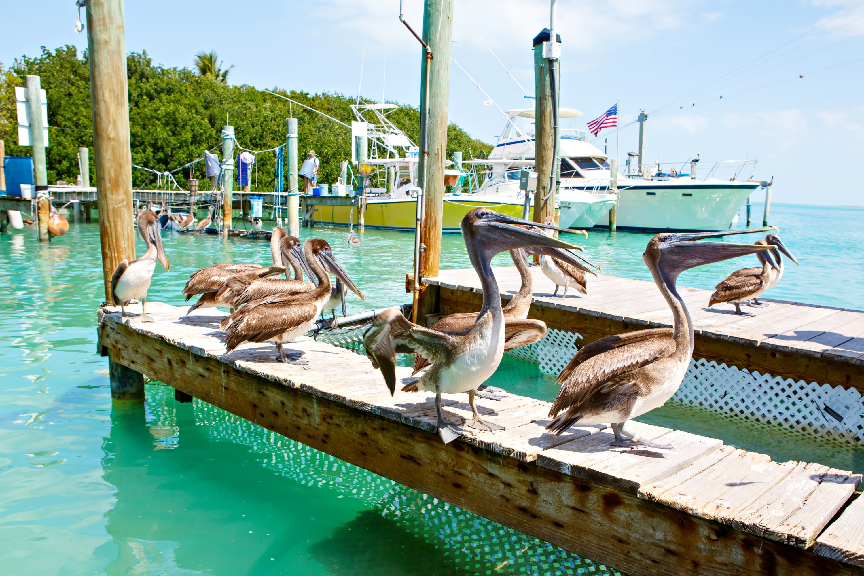 Group of pelicans standing on a dock with boats in the background.