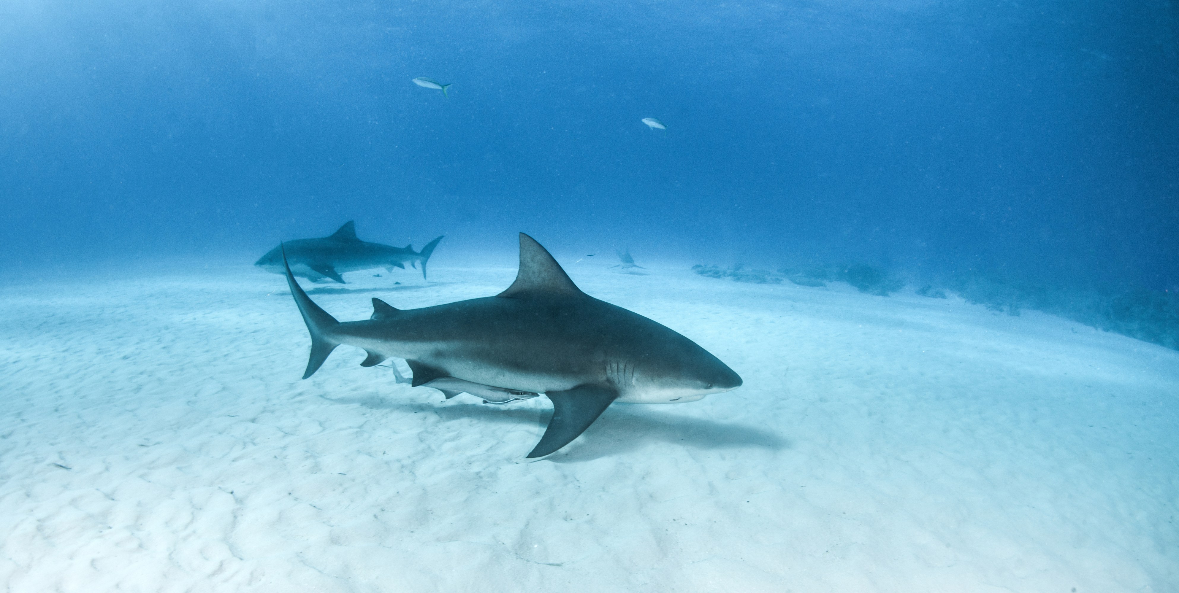 Two sharks swimming over sandy ocean floor in clear blue water.