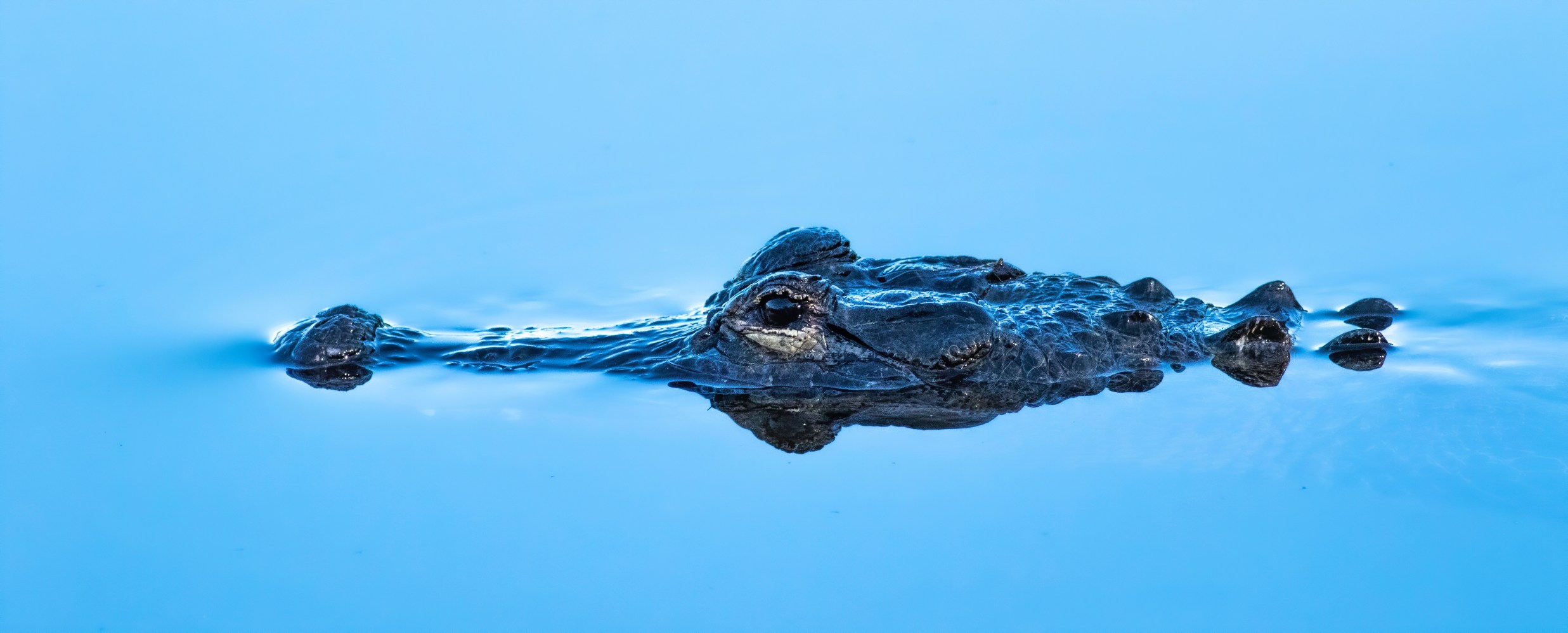Crocodile swimming with head above calm blue water.