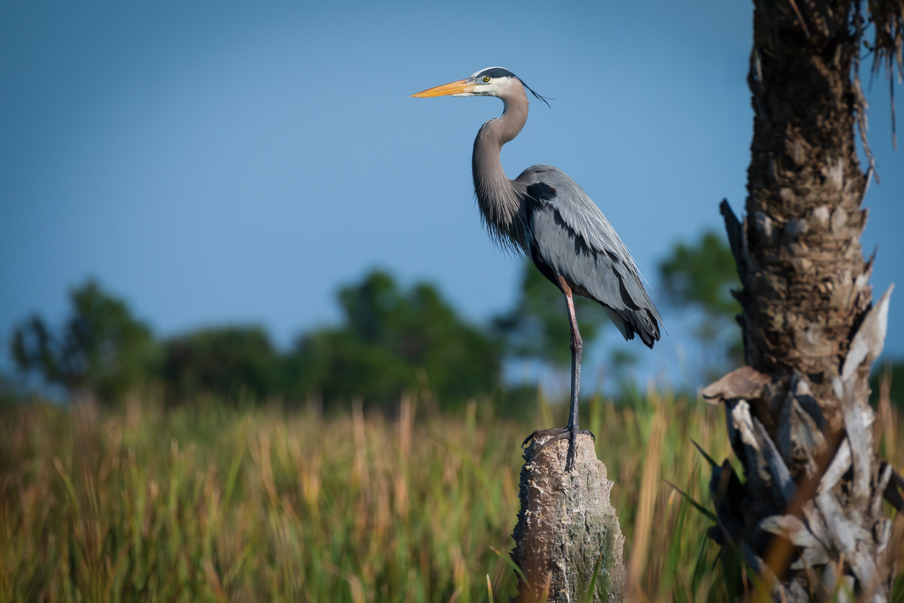 Great blue heron perched on a tree stump in a grassy wetland area.