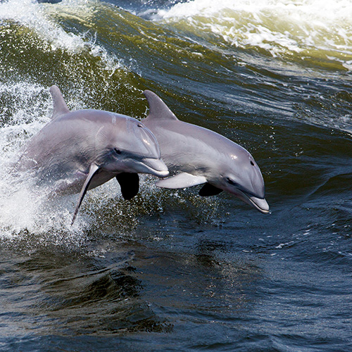 Two dolphins jumping through ocean waves with splashes.