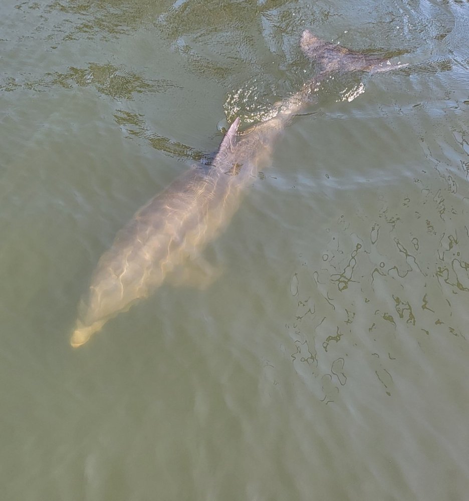 A dolphin swimming underwater with its dorsal fin visible above the surface.