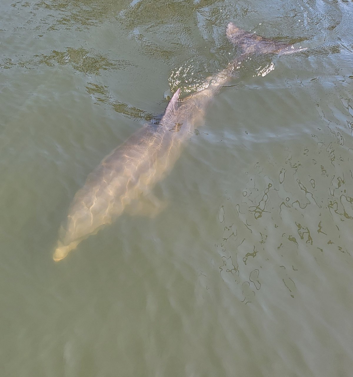 A dolphin swimming underwater with its dorsal fin visible above the surface.
