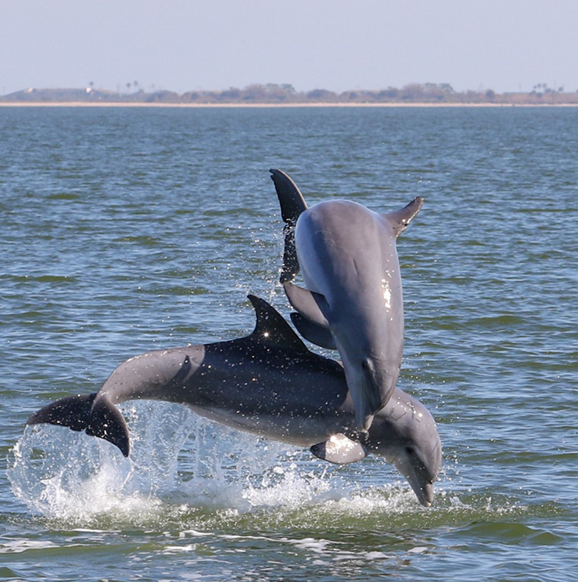 Two dolphins jumping out of the water in a body of water with a distant shoreline.