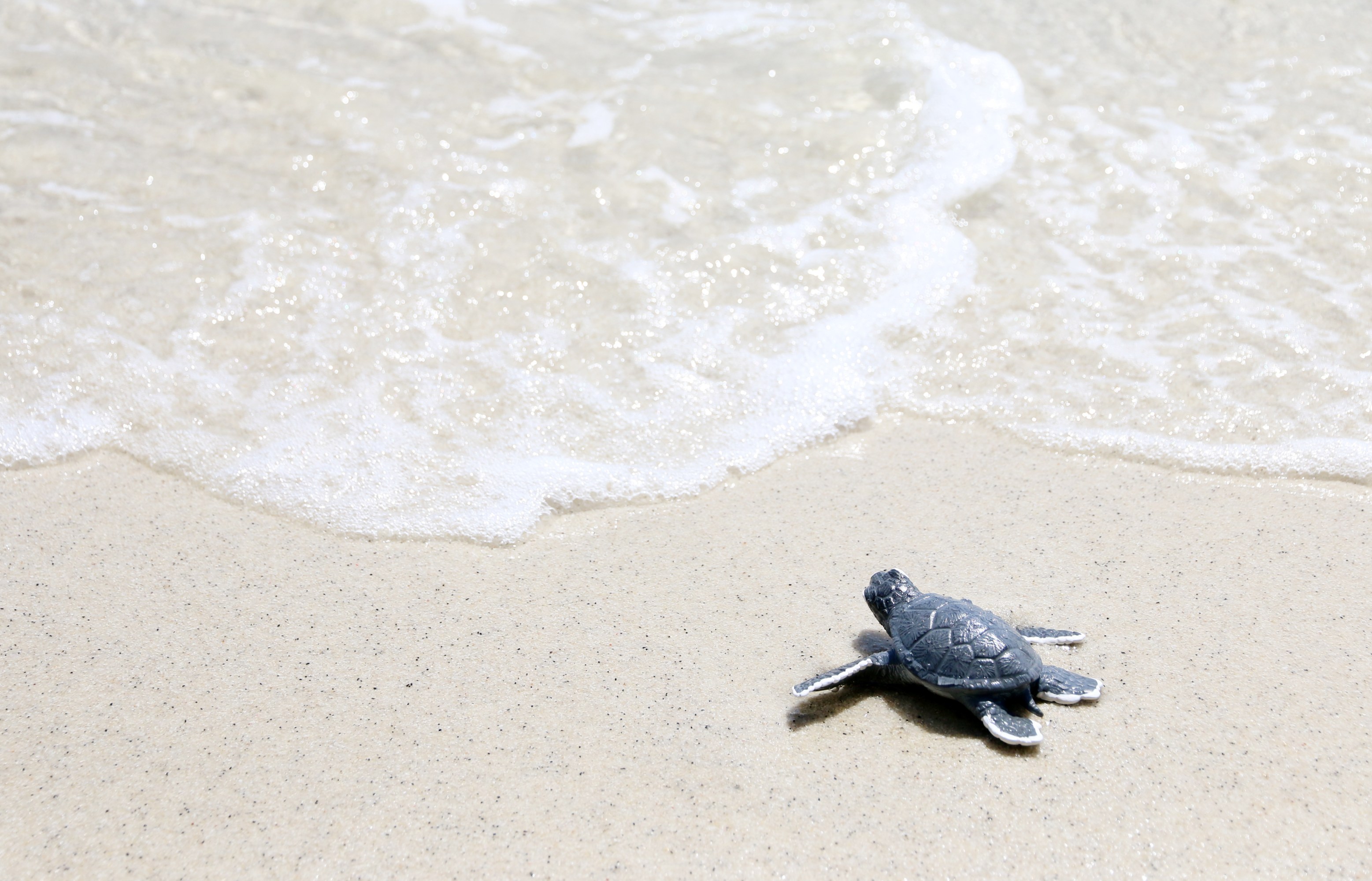 Baby sea turtle crawling towards the ocean on a sandy beach.