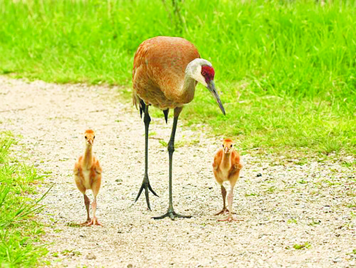Adult crane walking with two chicks on a gravel path surrounded by grass.