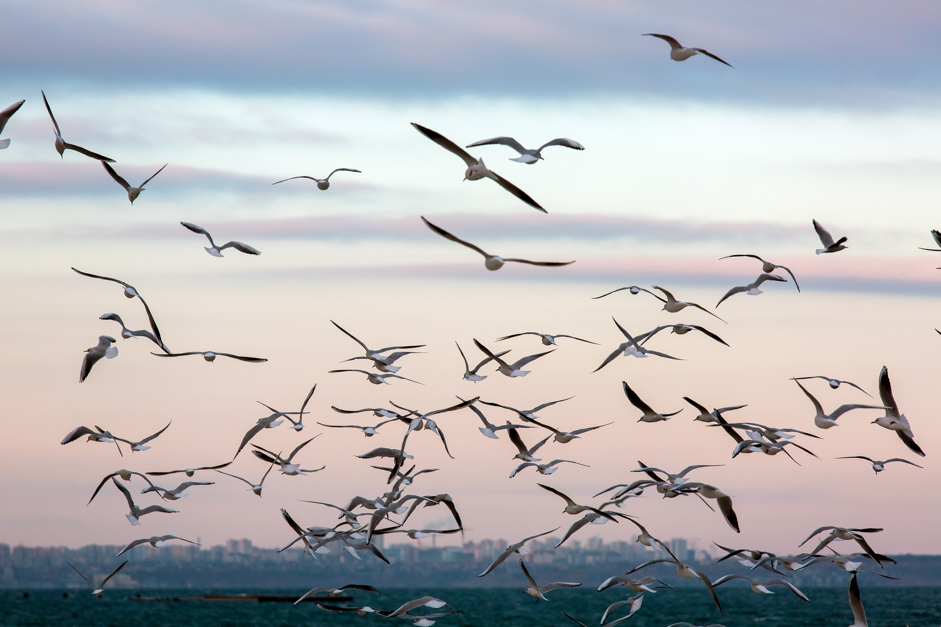 Flock of seagulls flying over ocean at sunset under a pastel sky.