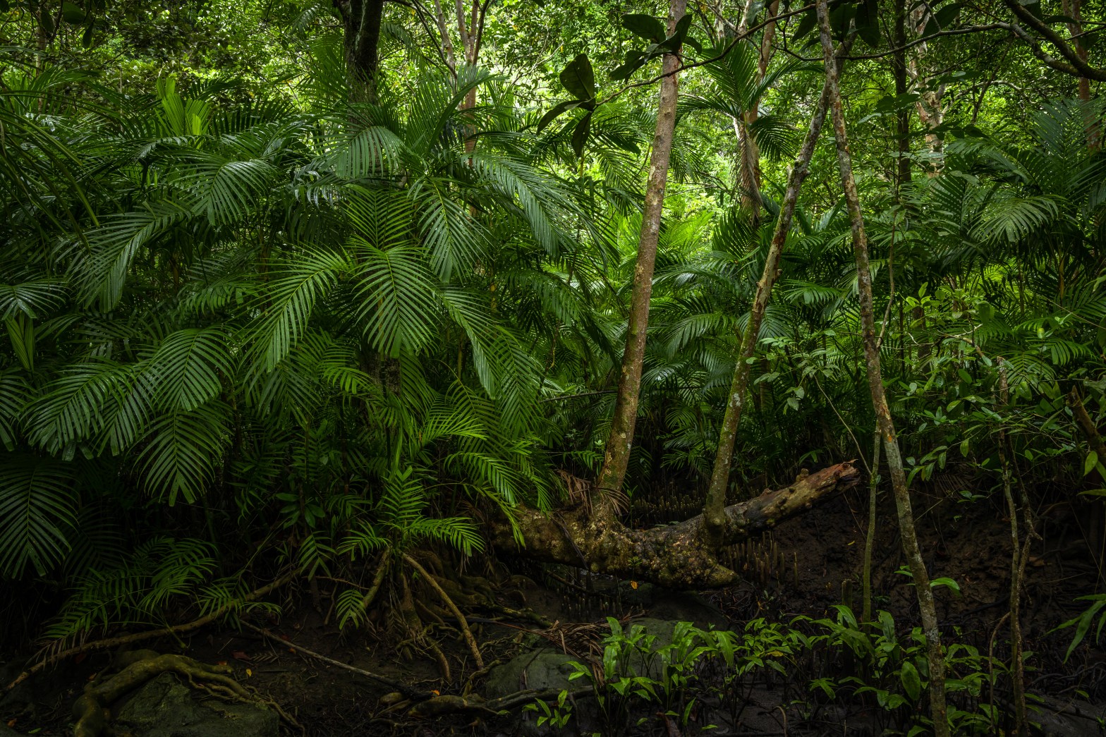 Lush green tropical jungle with dense foliage and leaning tree trunks.