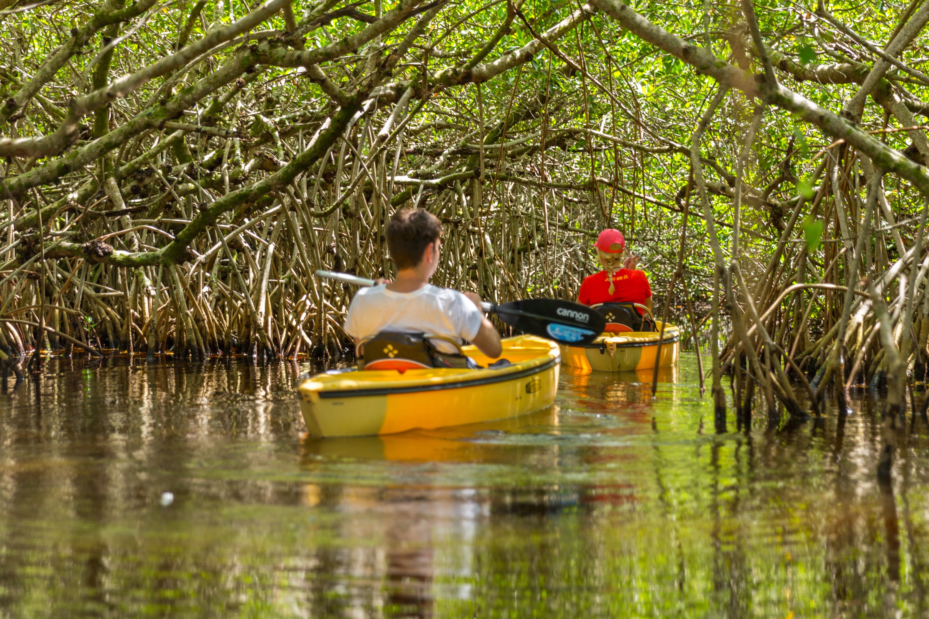 Two people kayaking through dense mangrove trees in bright sunlight.