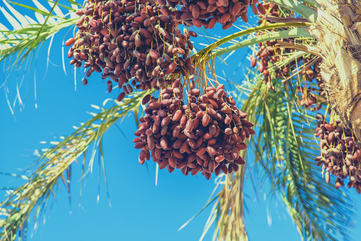 Clusters of ripe dates hanging from a palm tree against a clear blue sky.