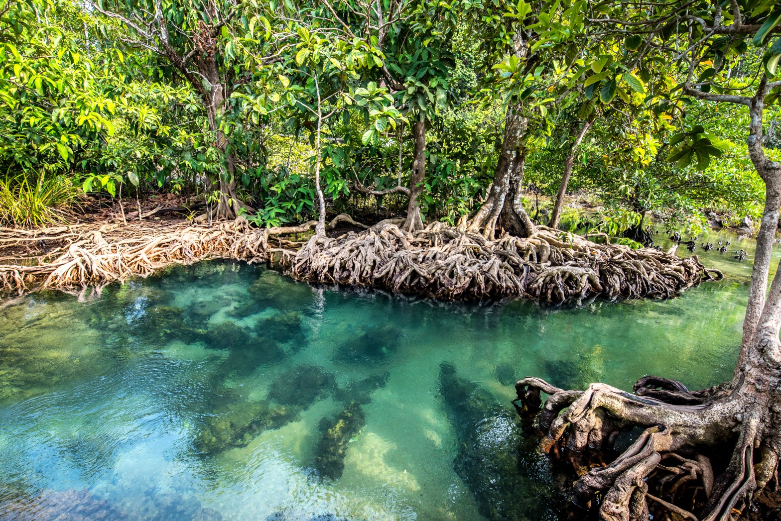 Mangrove trees with exposed roots over clear turquoise water.