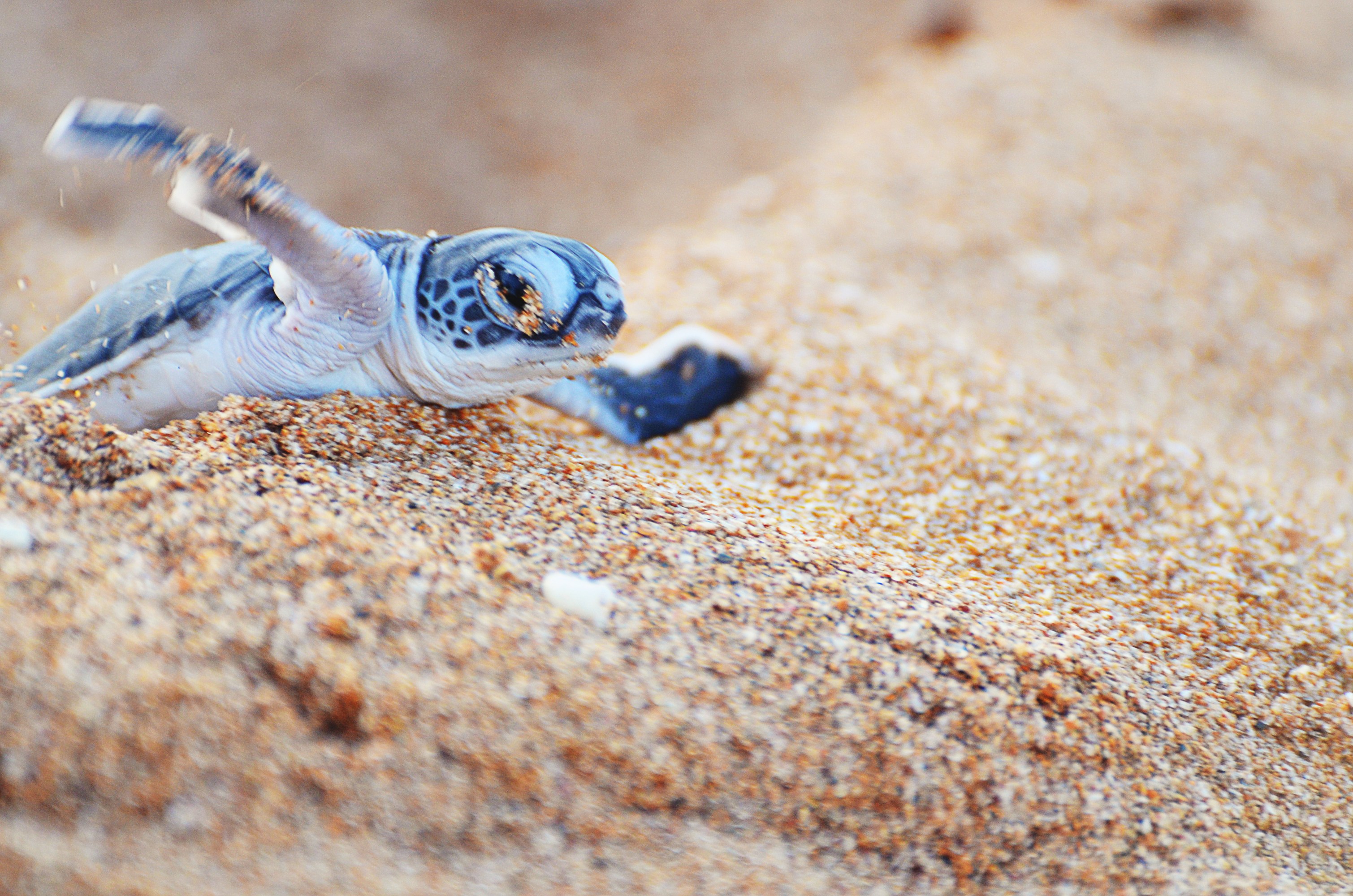 Baby turtle crawling on sandy beach.