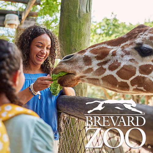 Person feeds lettuce to a giraffe at Brevard Zoo with another person watching.