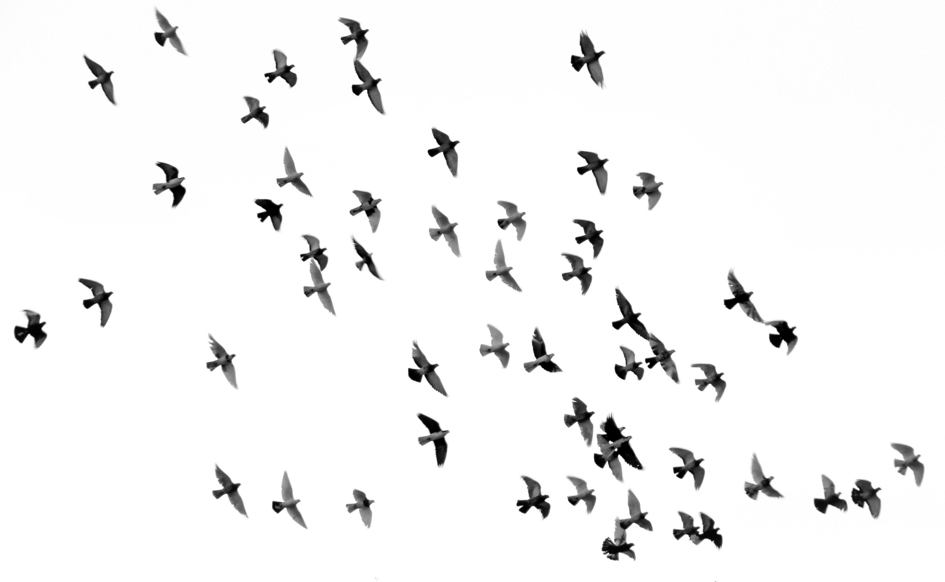 Black and white image of several birds flying against a white background.