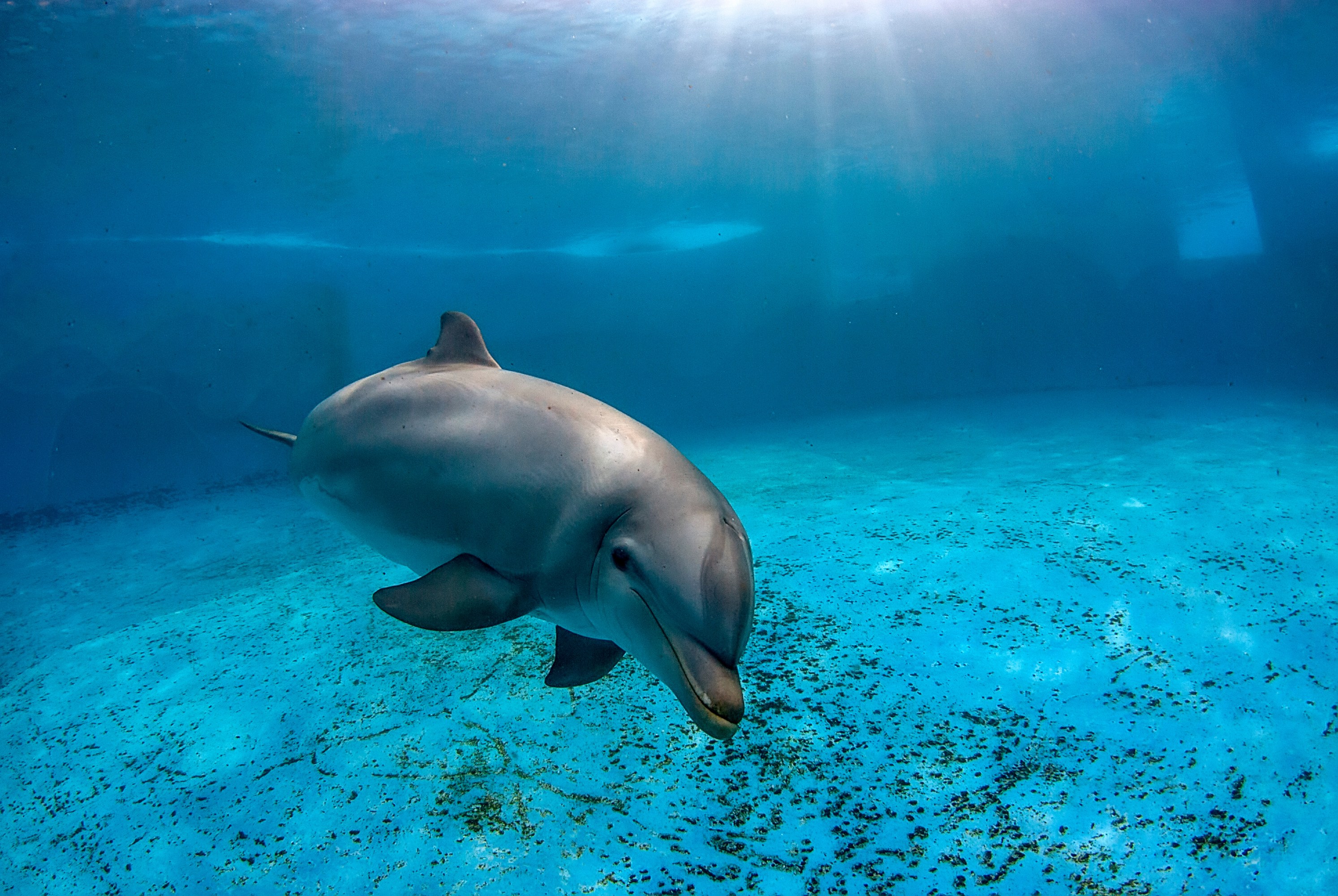 A dolphin swimming underwater in a clear, blue ocean.