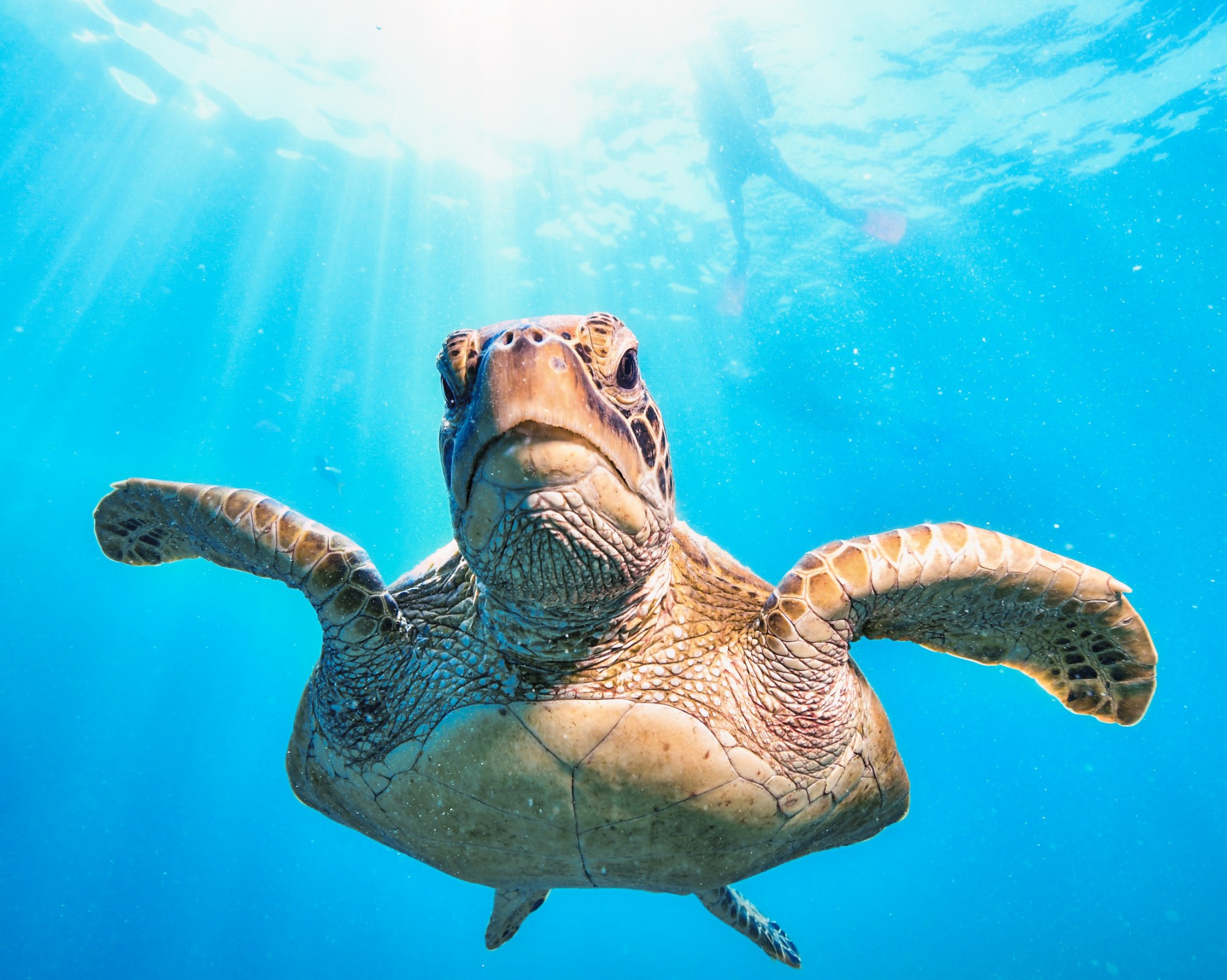 Sea turtle swimming underwater with sunlight and diver in background.
