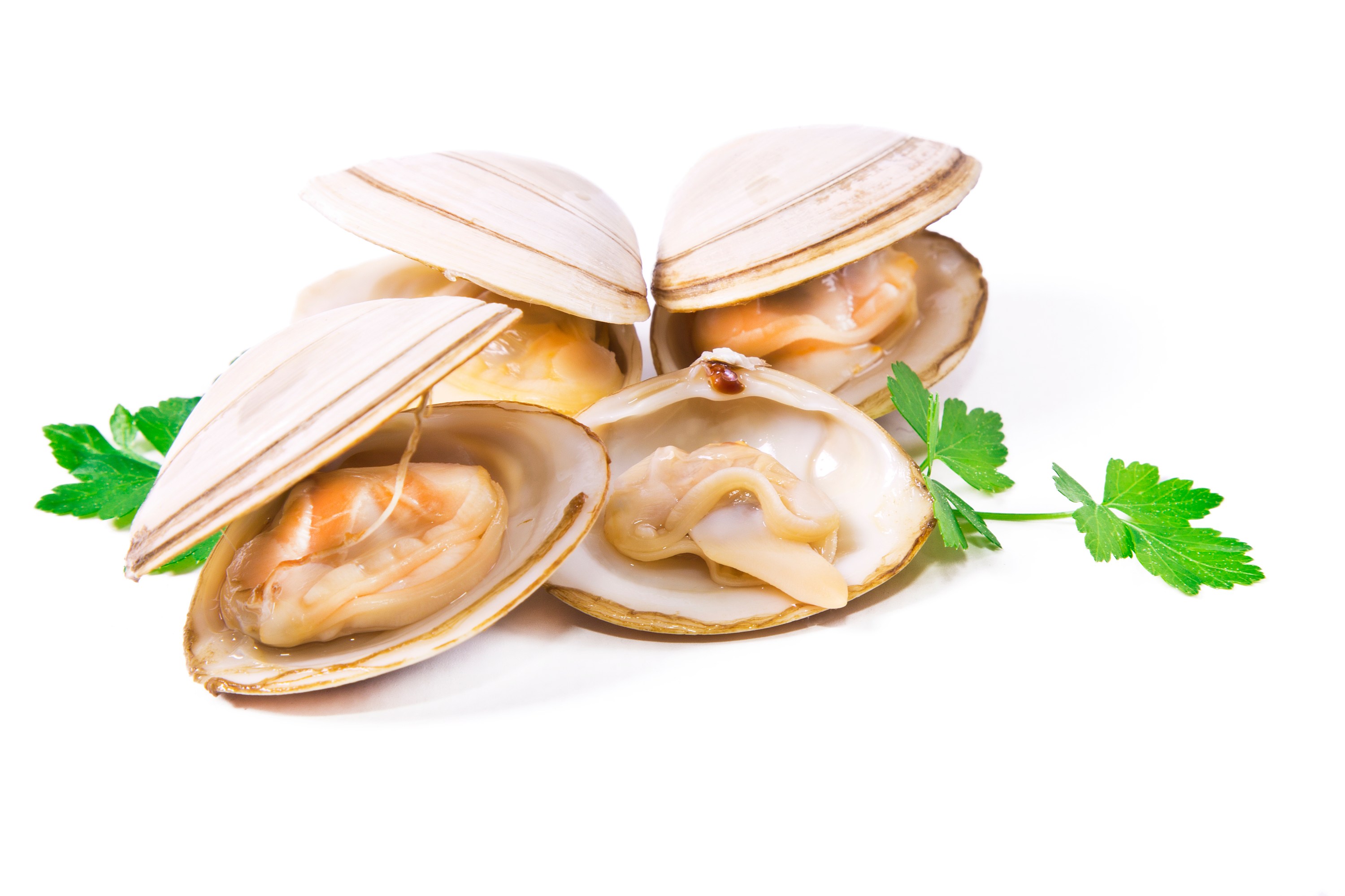 Four open clams with parsley on a white background.