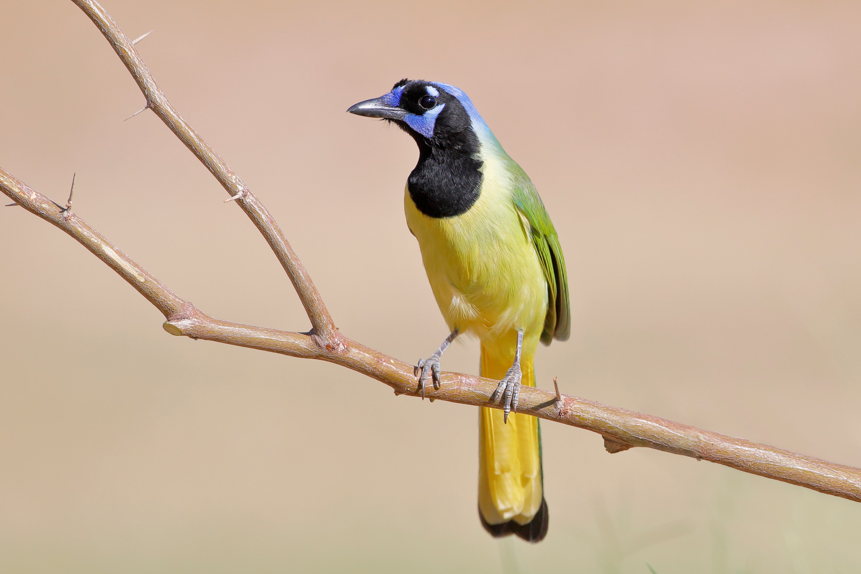 Colorful bird on a branch, with a green body, black face, and blue crown.