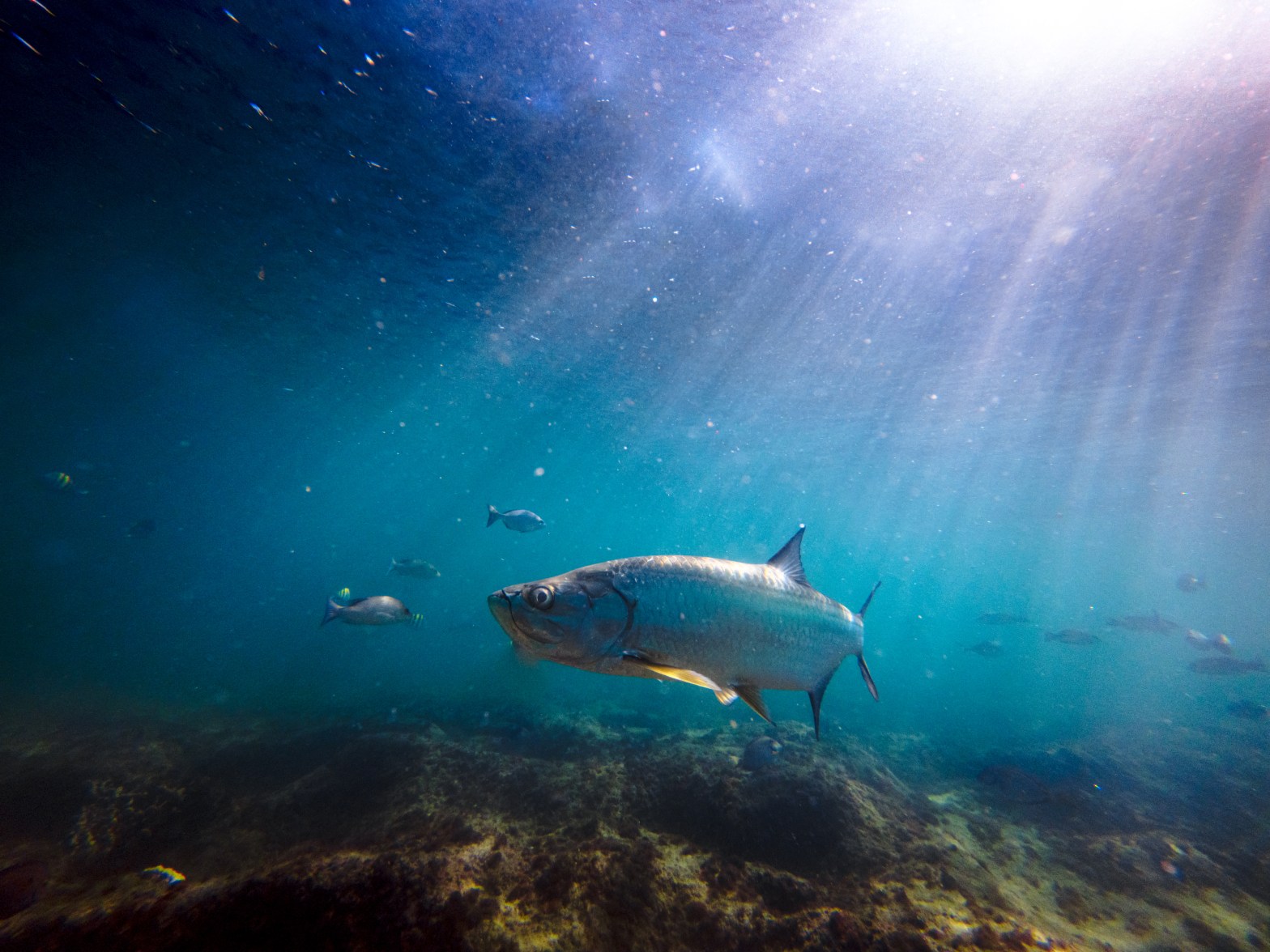 Large fish swimming underwater with sunlight filtering through the surface.
