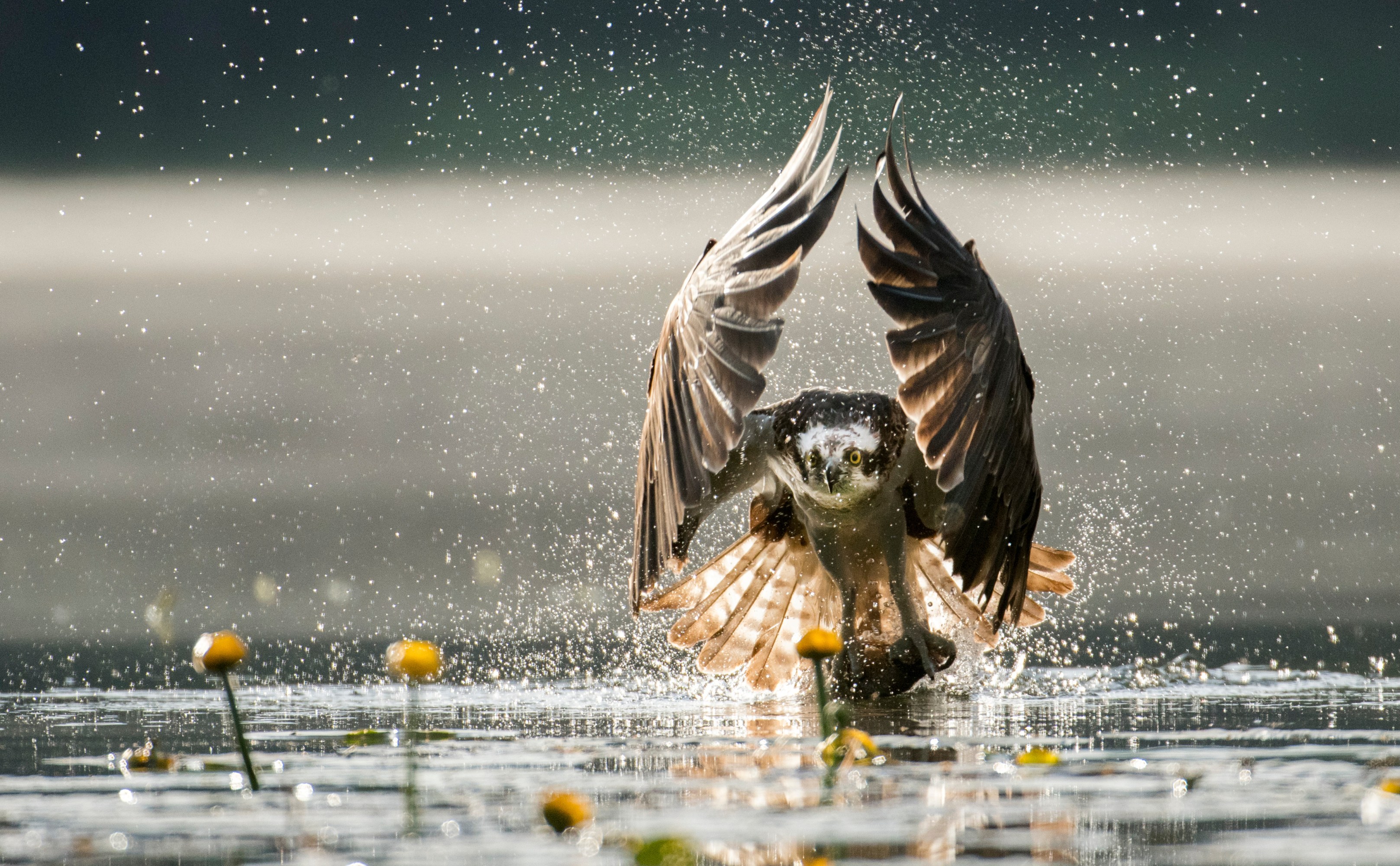 Osprey emerging from water with wings spread, droplets flying around.