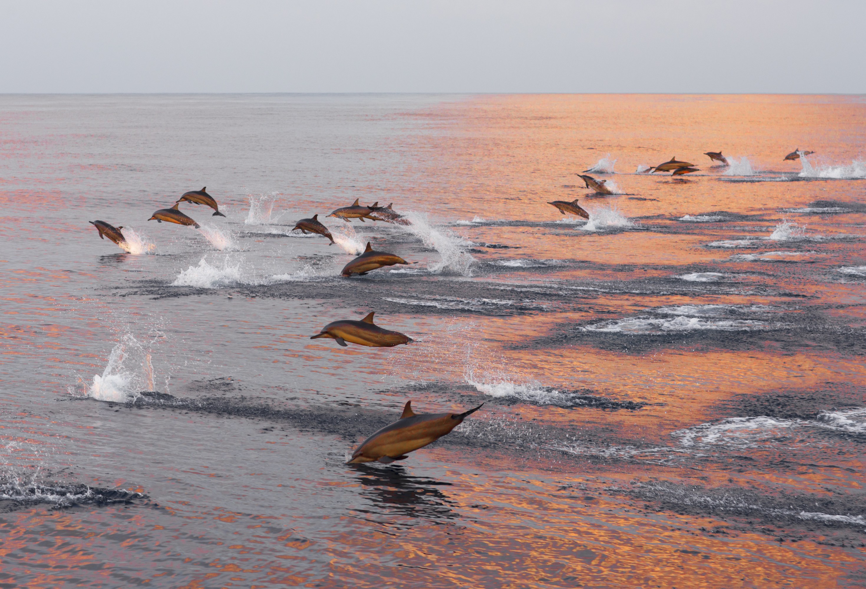 Dolphins leaping in the ocean at sunset, creating splashes on the water's orange surface.