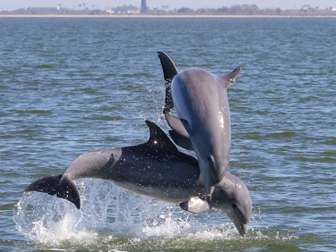Two dolphins jumping out of the water with a lighthouse in the background.
