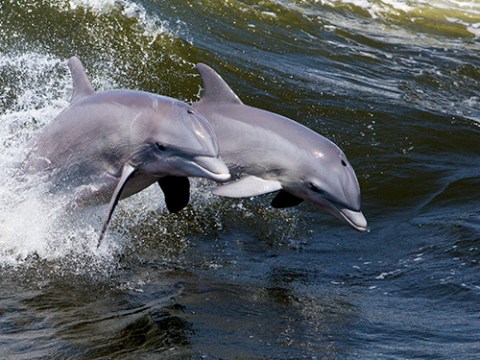 Two dolphins leaping through waves in the ocean.