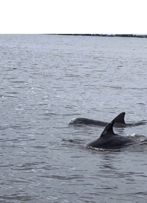 Two dolphins swimming in the ocean, dorsal fins visible above water.