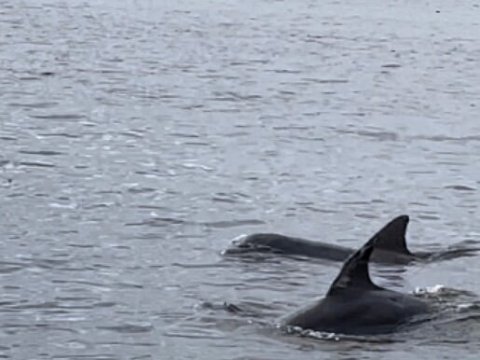 Two dolphins swimming in the ocean, dorsal fins visible above water.