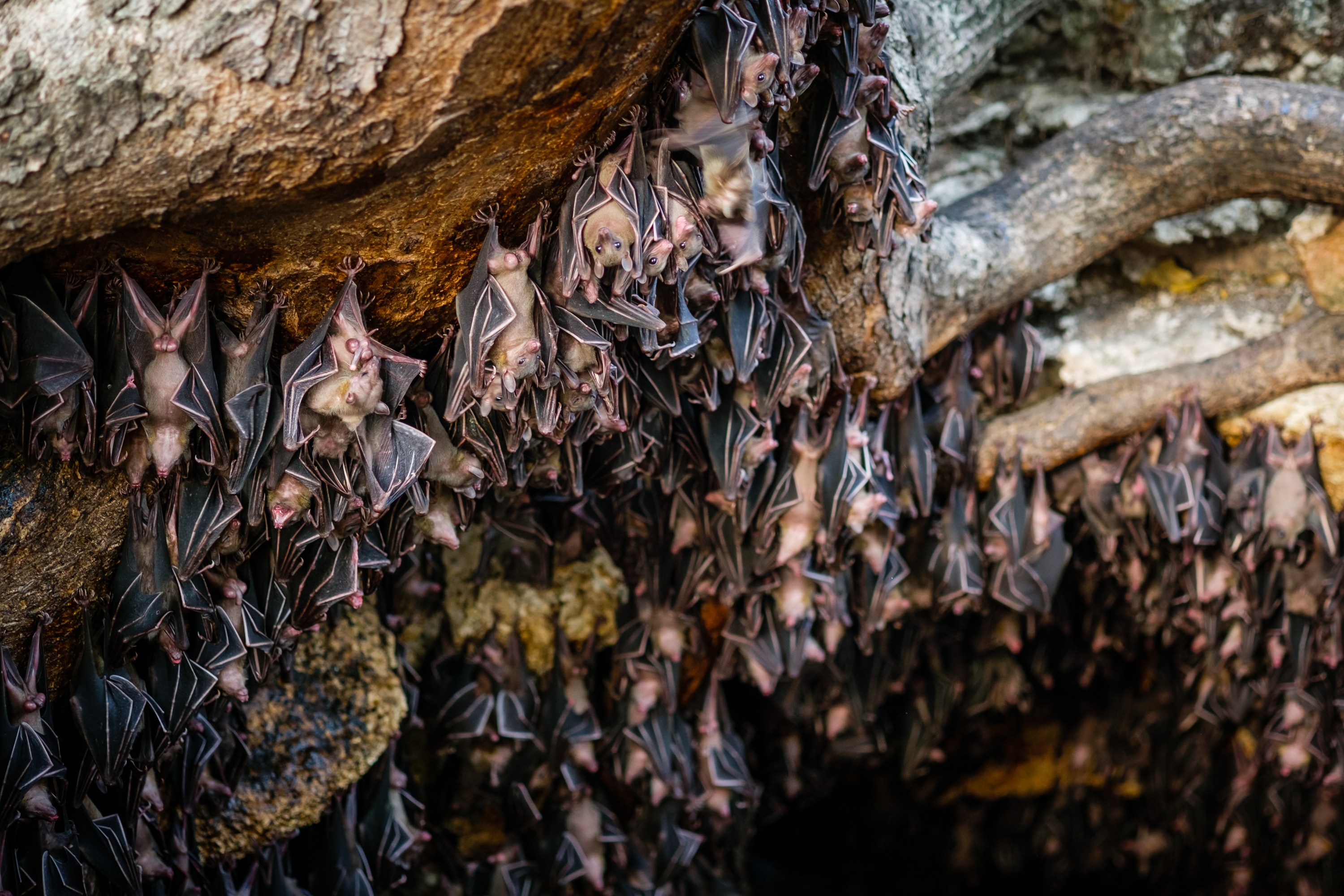 Cluster of bats hanging upside down from a cave ceiling.