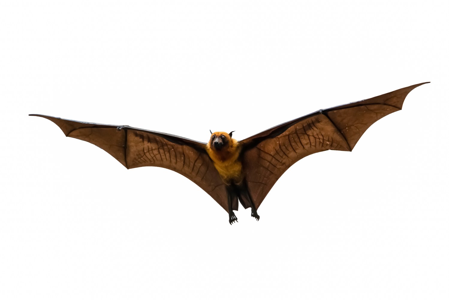 Flying bat with outstretched wings on a white background