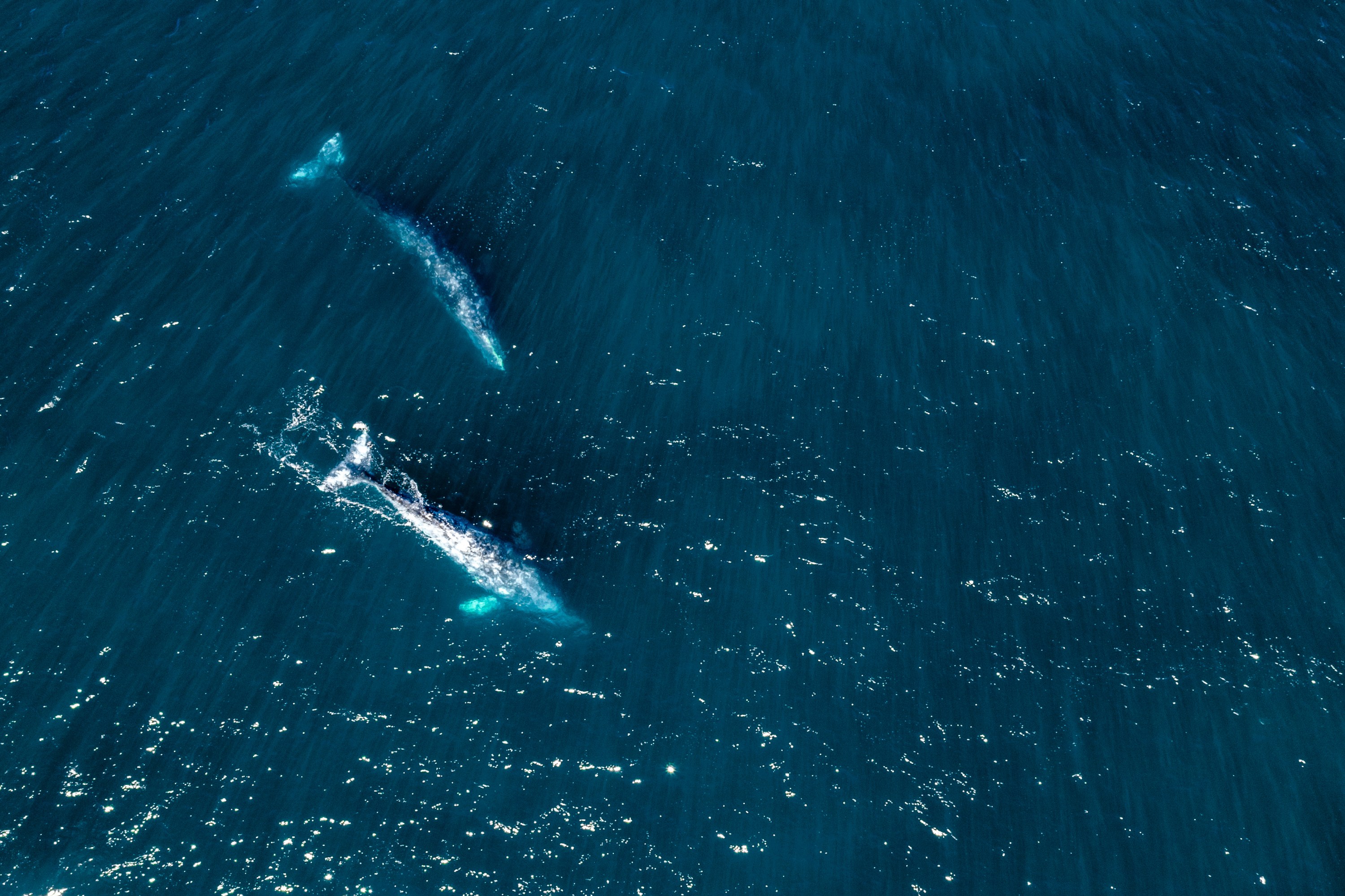 Two whales swimming in deep blue ocean waters from an aerial view.