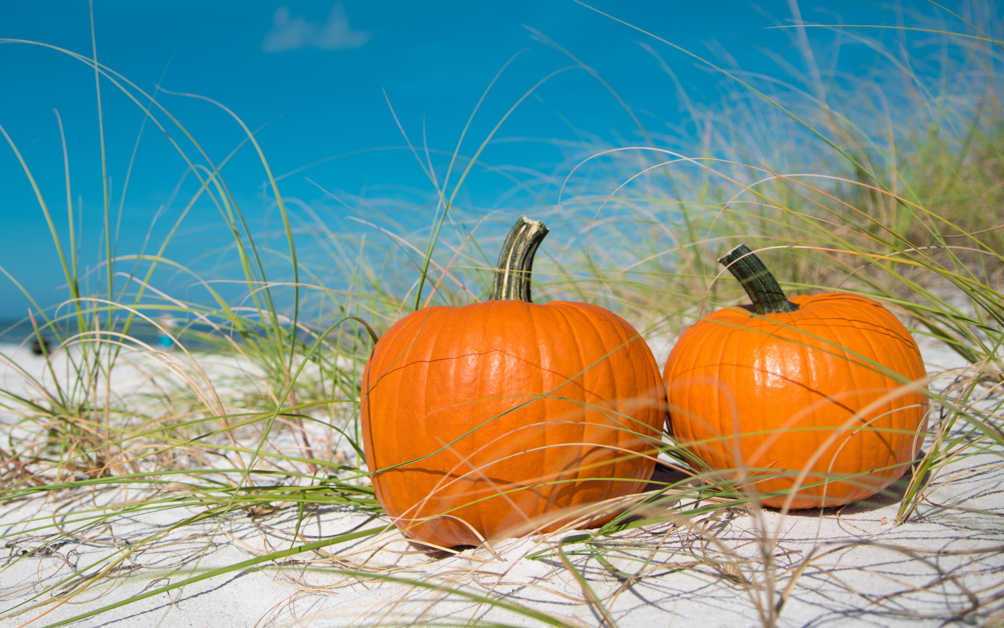 Two pumpkins on white sand beach with green grass and blue sky.