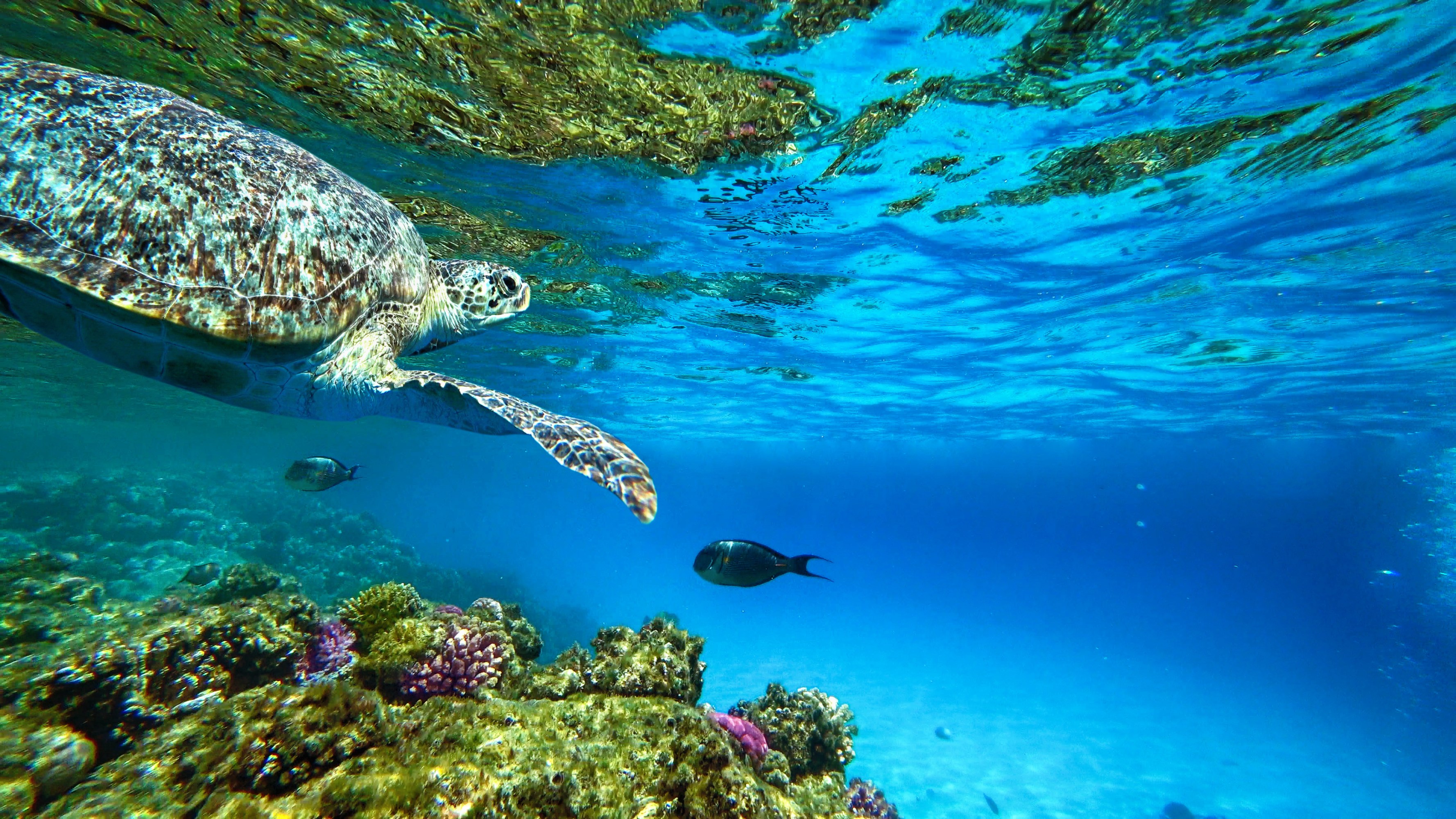 Sea turtle swimming over coral reef with fish in clear blue water.