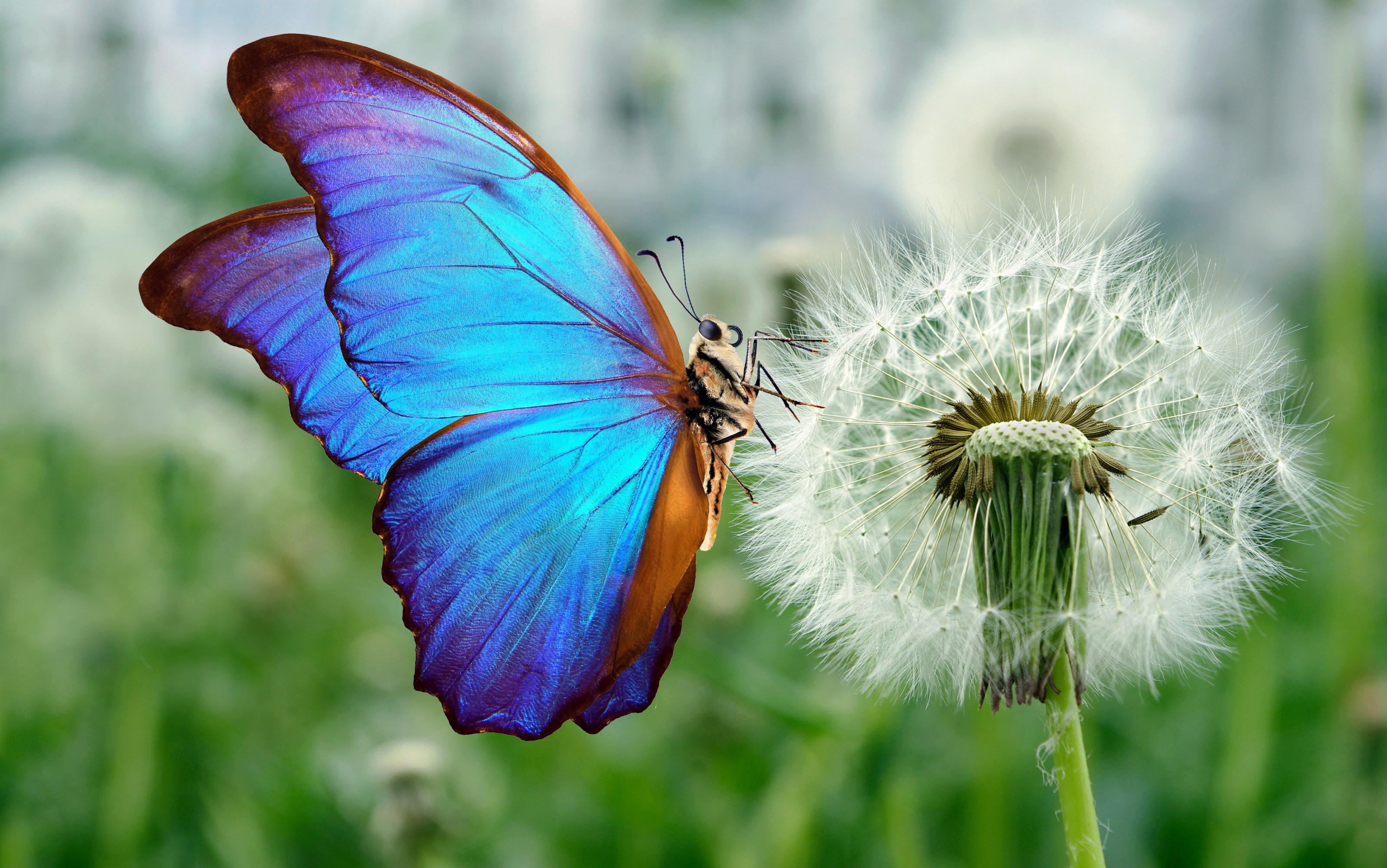 Blue butterfly perched on a dandelion with a blurred green background.