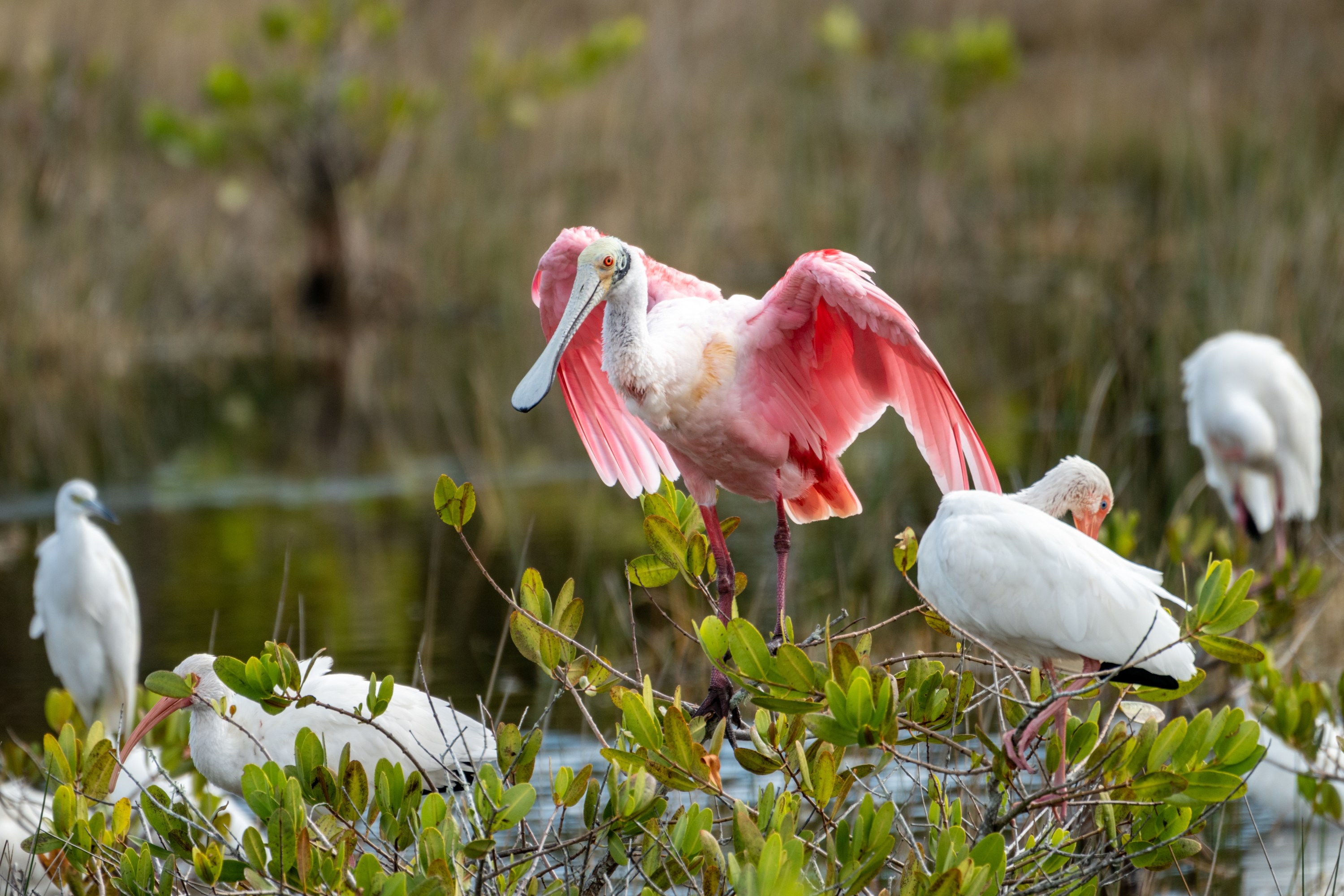 Pink spoonbill bird with open wings among white ibises in a marsh.