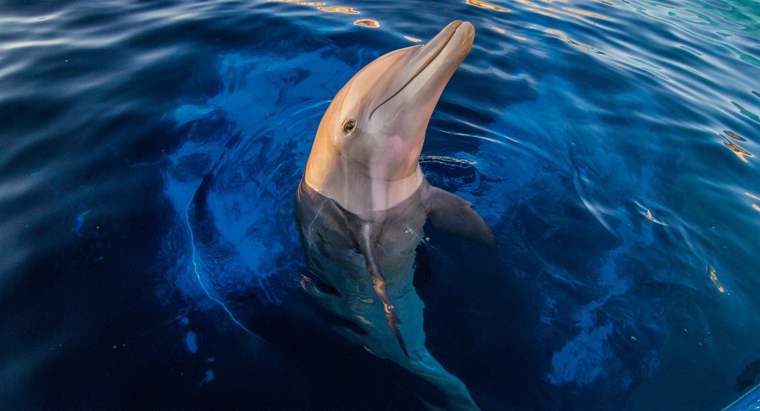 Dolphin partially emerging from deep blue water.