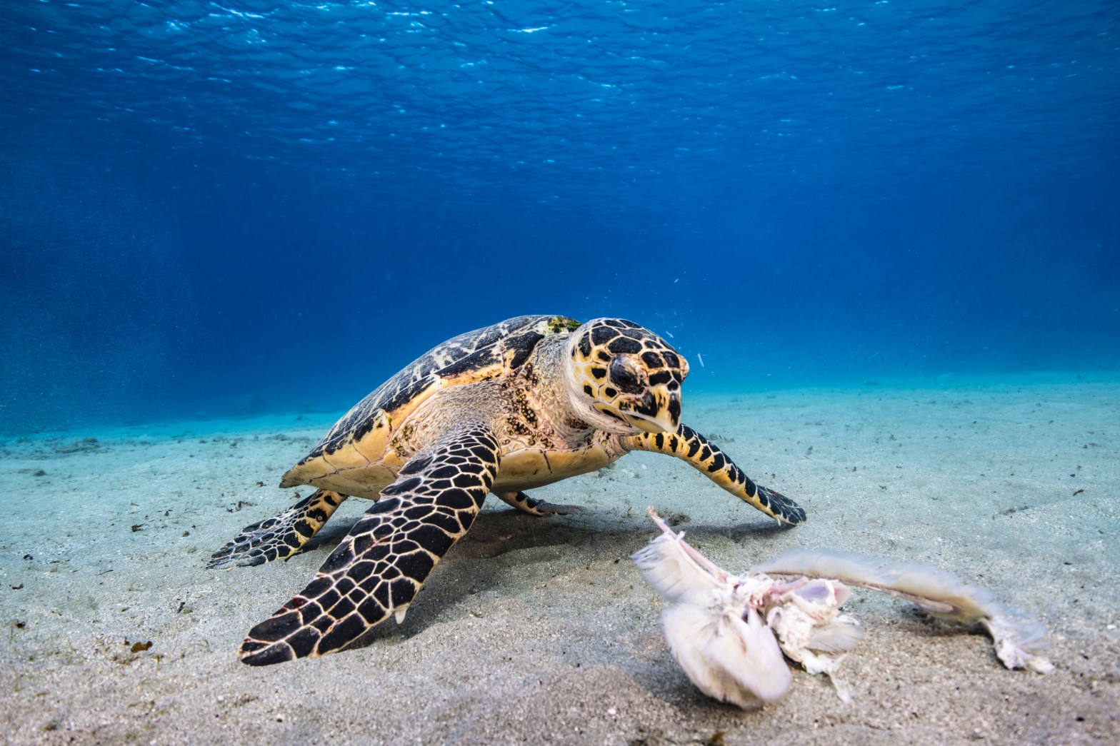 Sea turtle swimming underwater near white object on sandy ocean floor.
