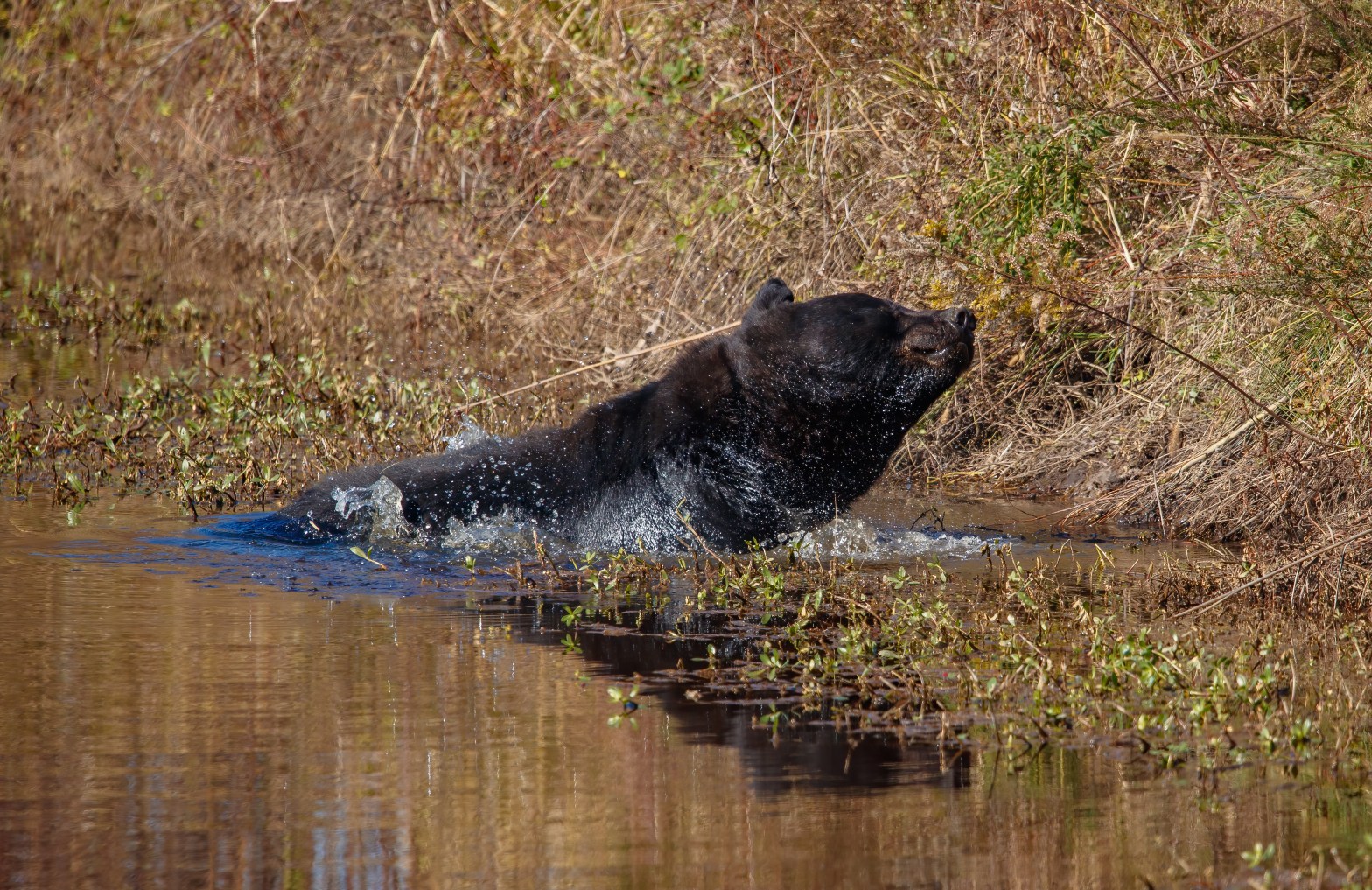 Bear emerging from water onto grassy bank.