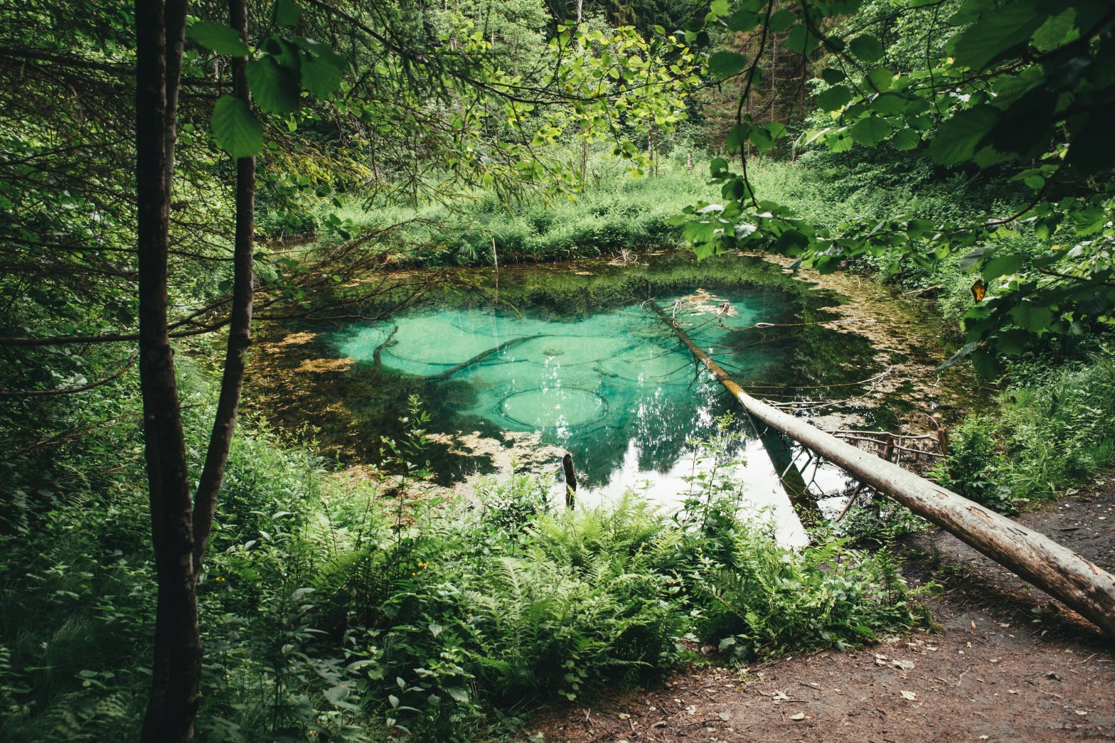 A small, clear blue pond surrounded by lush green foliage and a fallen tree across it.
