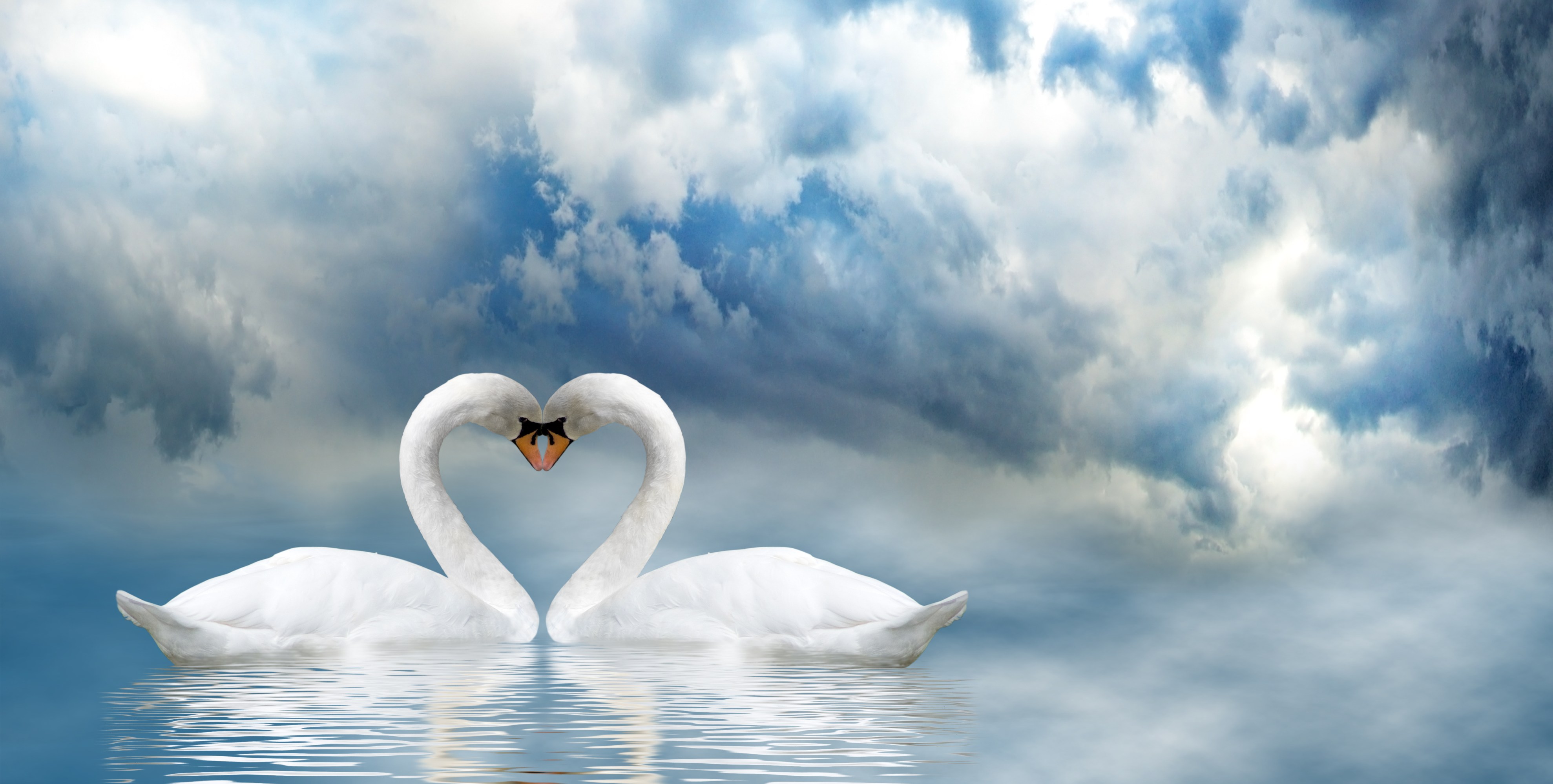Two swans form a heart shape with their necks on a reflective lake under a cloudy sky.