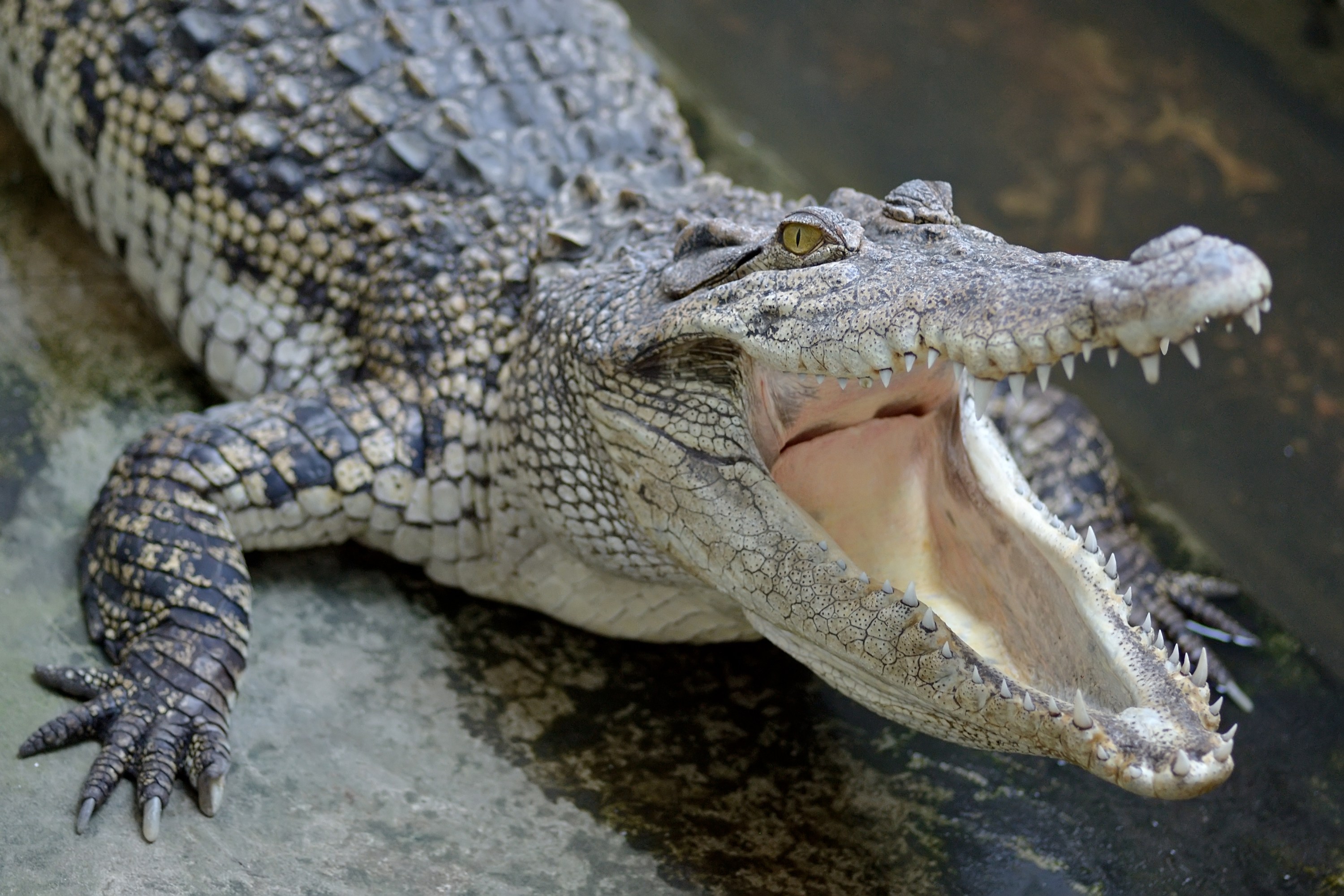 Crocodile with open mouth lying on a cement surface.