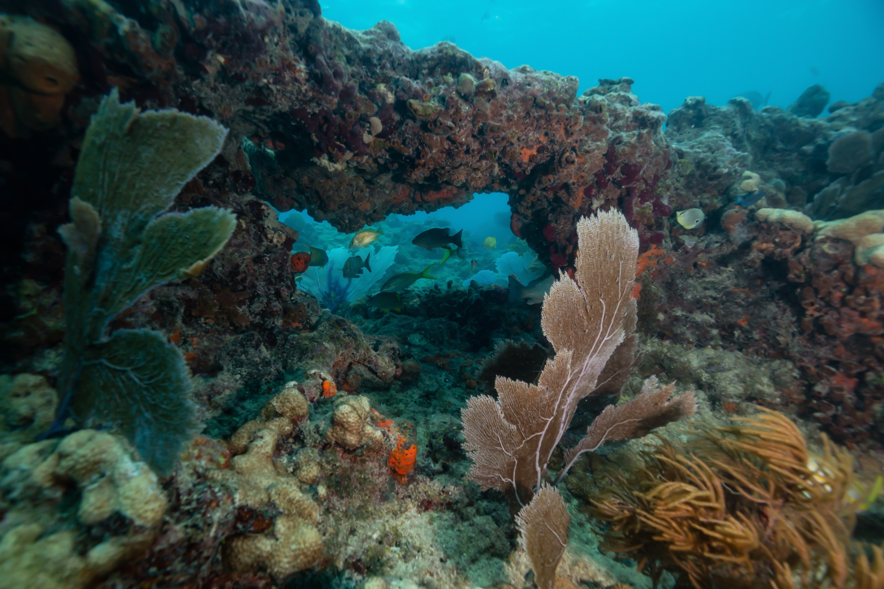 Underwater coral archway with colorful fish visible through natural opening.