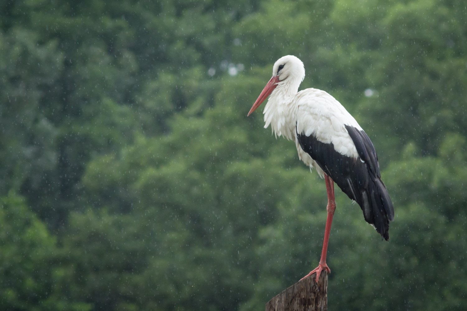Stork standing on one leg in rain against blurred green background.